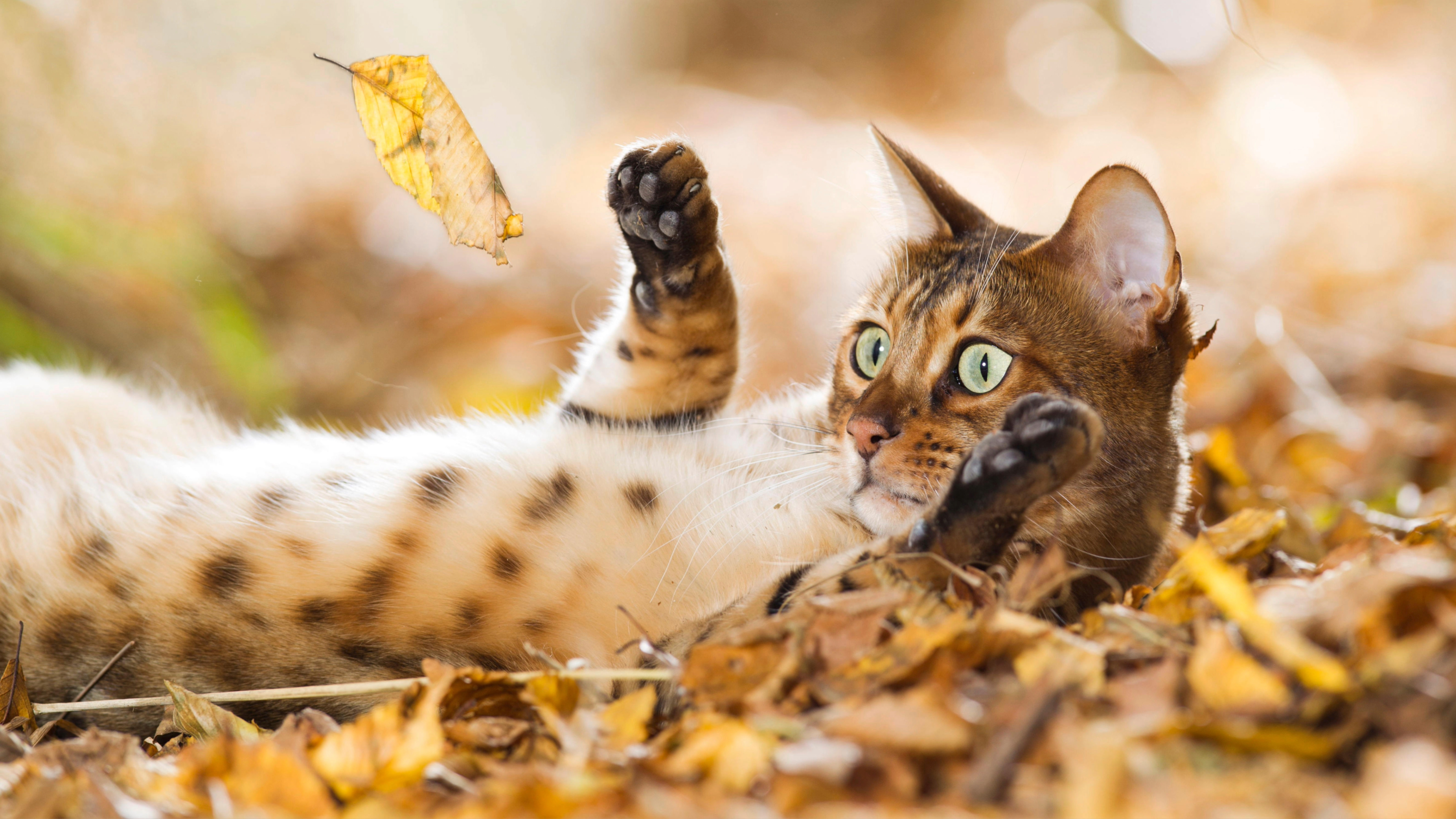 Bengal