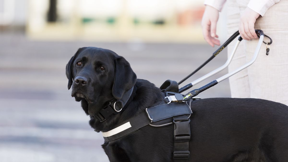 Black labrador as service dog