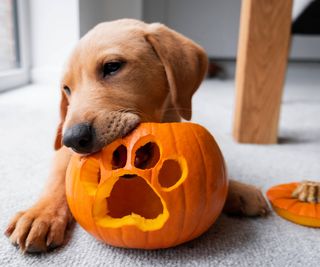 Puppy chews on carved pumpkin