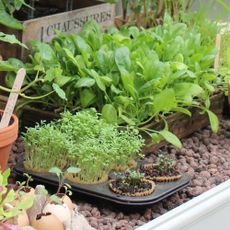 Cress and salad leaves growing on gravel table in greenhouse at RHS Chelsea Flower Show 2023