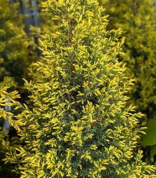 Gold cone juniper bush