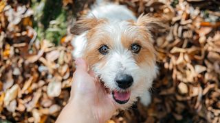 Jack Russell Terrier