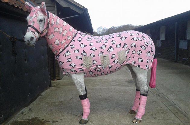 Winter-Dressage-Championships.jpg