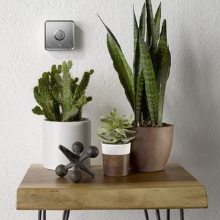 room with white wall and cactus and snack plant in pot