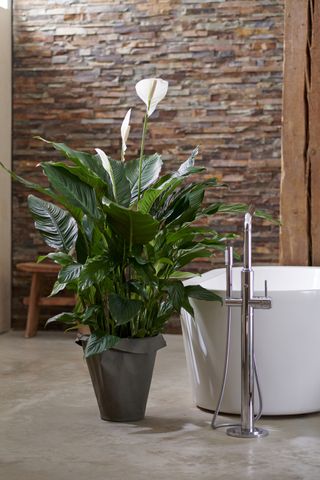 A large peace lily in a white pot next to a bath