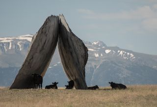 Two grey concrete slabs in an open space resting on each other at the top forming a upside down V with cattles resting at their feet on the grass. photographed during the day with the mountains in the background