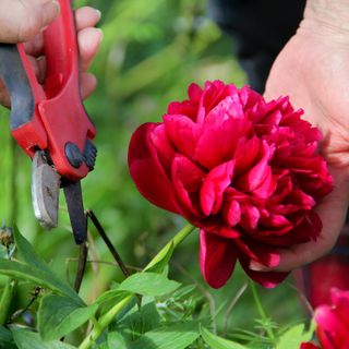 Hands using secateurs to deadhead a red peony flowers