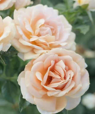 rose variety 'Champagne Dreams'