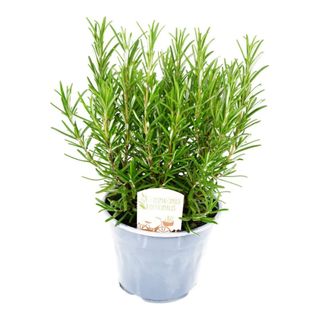 Rosemary Bush 14cm Pot in grey pot on white background