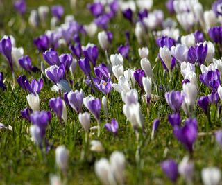 Blue and White crocus