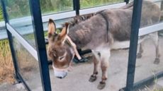 murphy-the-donkey-2.jpeg