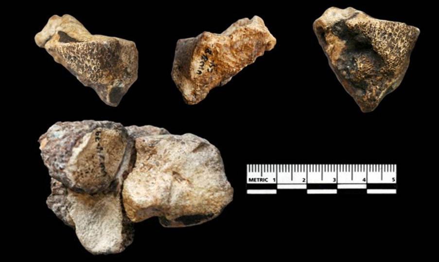 leg bones of Au. sediba