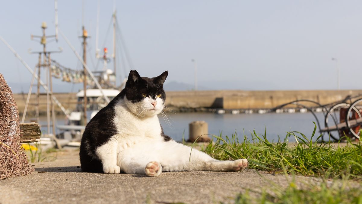 Catspreading ‘Big Boss’ among finalists of Comedy Pet Photography Awards