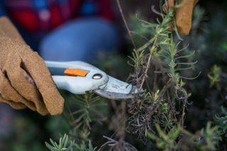 pruning lavender with secateurs