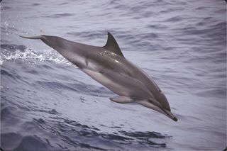 A clymene dolphin, new species, natural hybridization, evolution