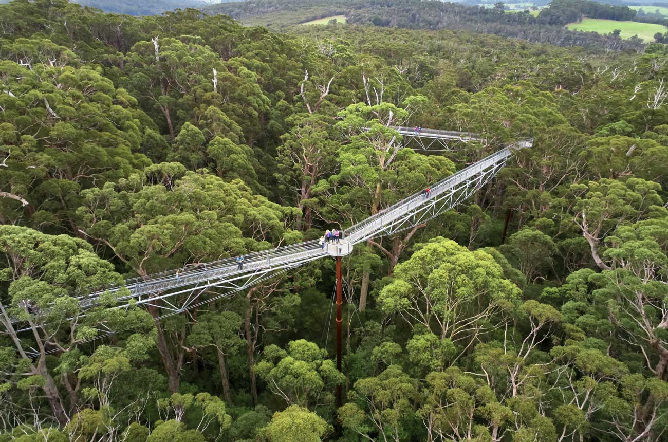 Valley of the Giants treetop walk - Explore Parks WA / DBCA