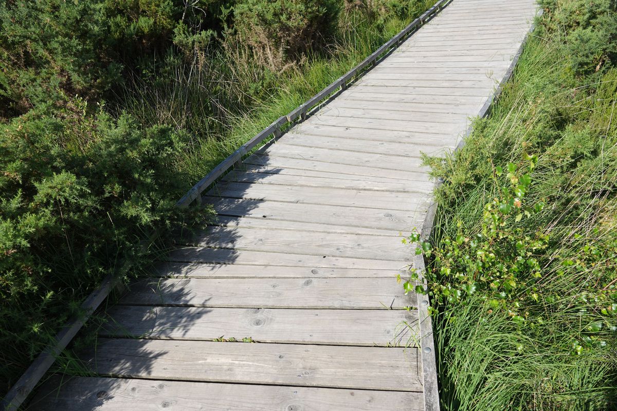 Sony RX10 V bridge camera sample gallery, a boardwalk in a nature reserve, there's a distant dragonfly