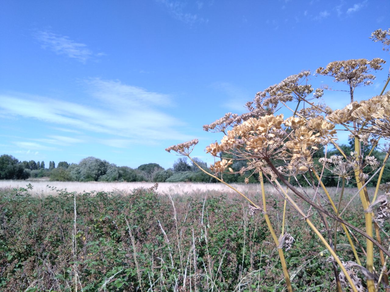 Sony Xperia 10 IV camera sample image