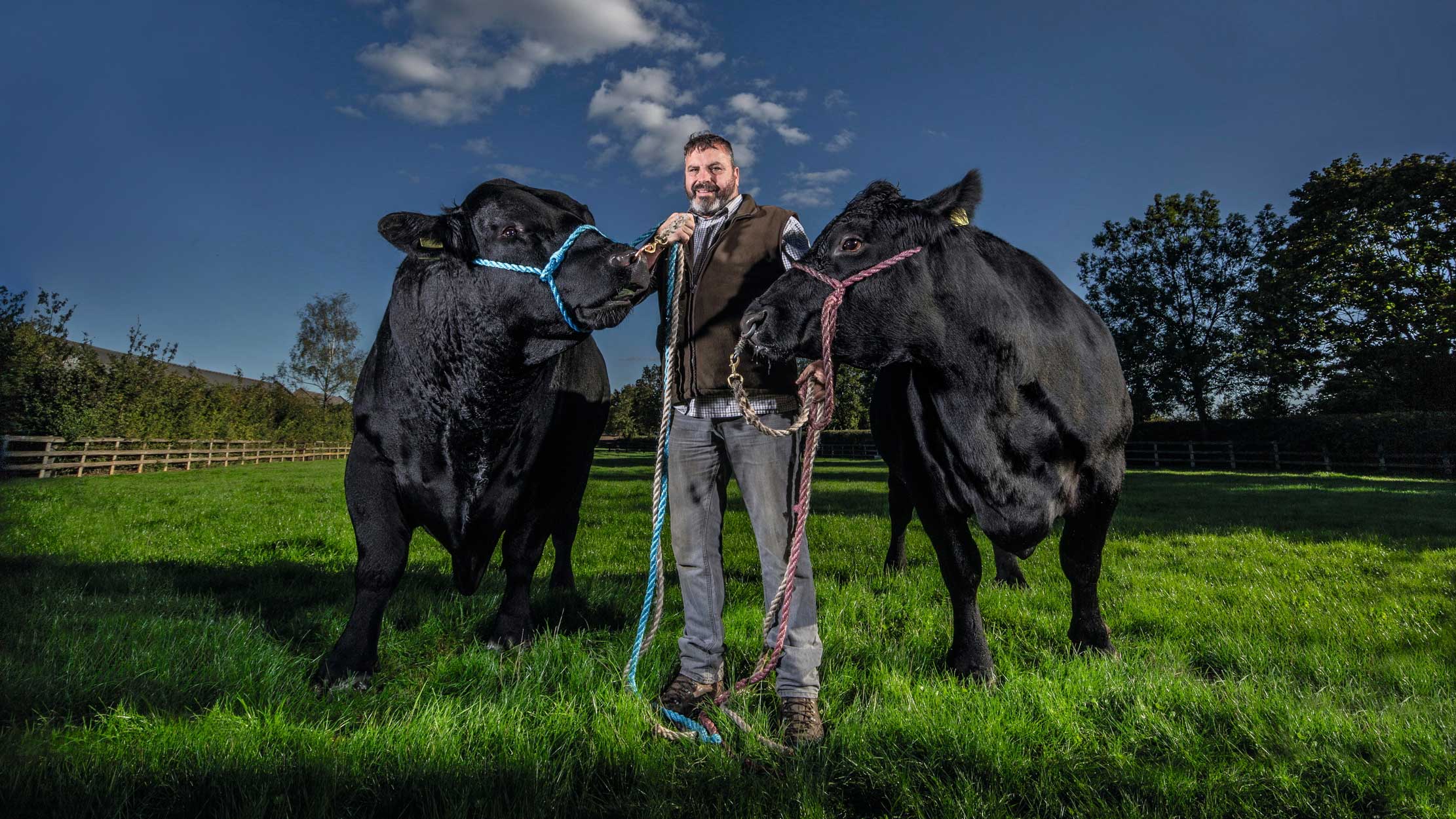 Stockman Trevor Kirk with Perseus, and his mother Pride Jean, Aberdeen Angus’ at the Glympton Estate near Woodstock in Oxfordshire.