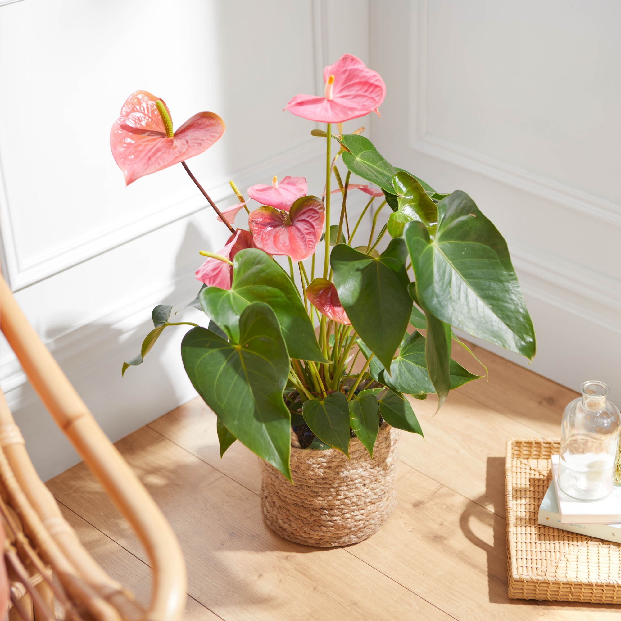 pink flamingo plant in woven basket on floorboards.