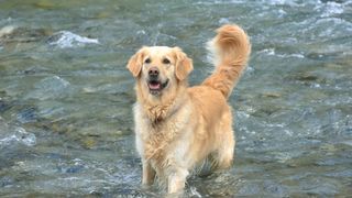Purebred female golden retriever gets excited as she refreshes her feet on cold Alpine river water