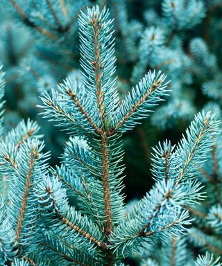 Close up of Colorado Blue Spruce, Picea Pungen