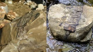 two boulders in a stream with vertebrate fossils 
