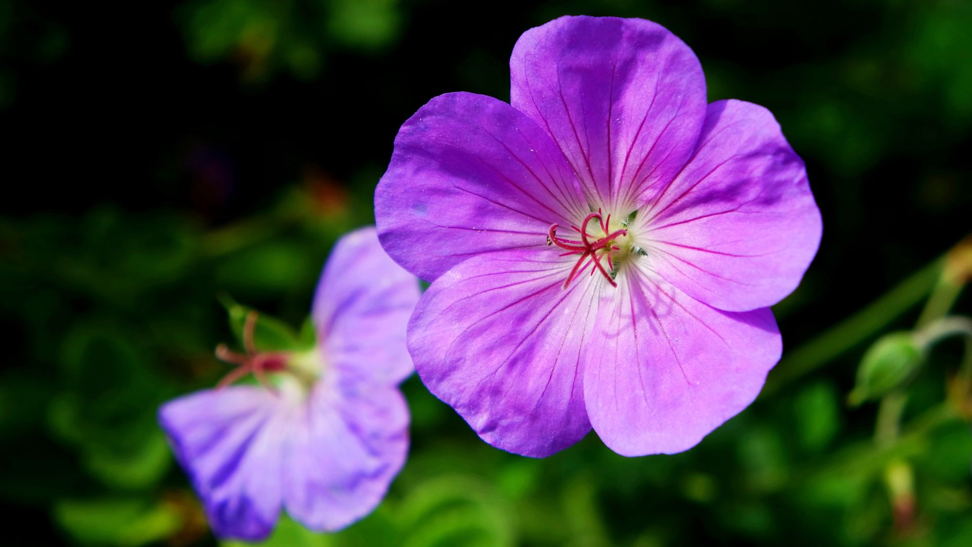 picture of a purple hardy geranium