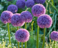 purple alliums in garden