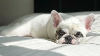 French bulldog lying on bed