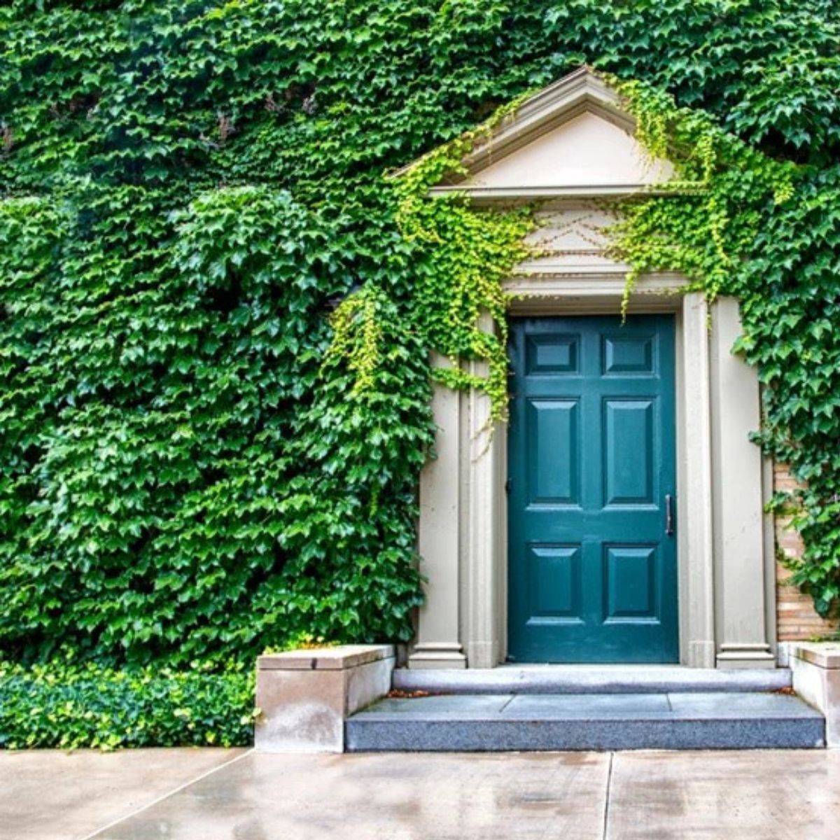 Ivy