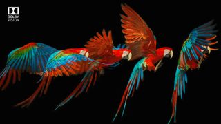 Dolby Vision HDR: papegaaien vliegen over het scherm
