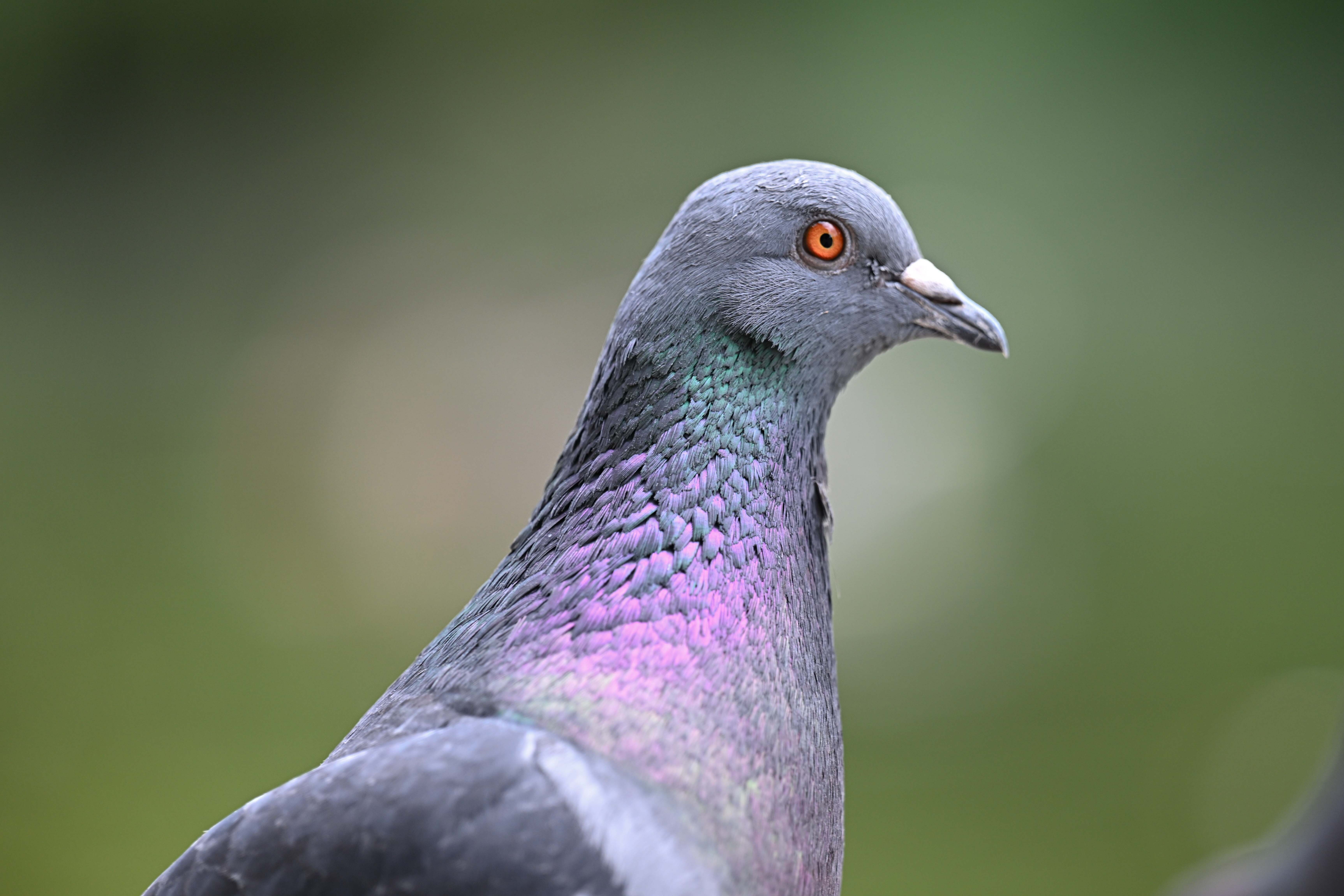 pigeon