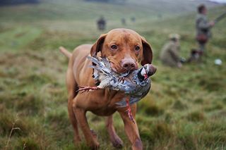 A Vizsla Pointer with partridge (Picture: Alamy)