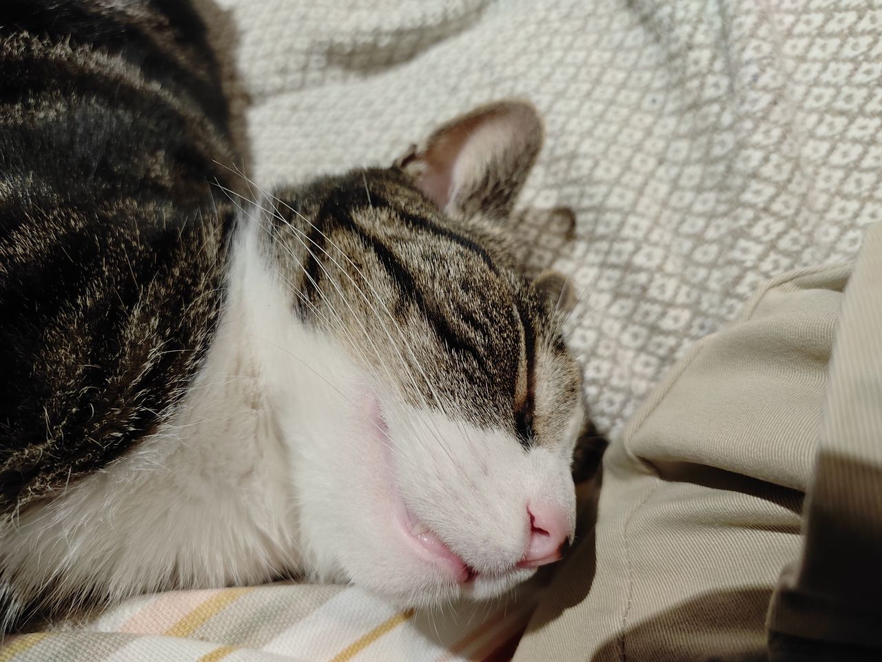 Nubia Red Magic 9 Pro camera sample cat closeup