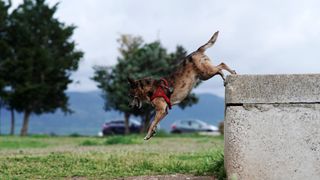 dog jumping off concrete platform