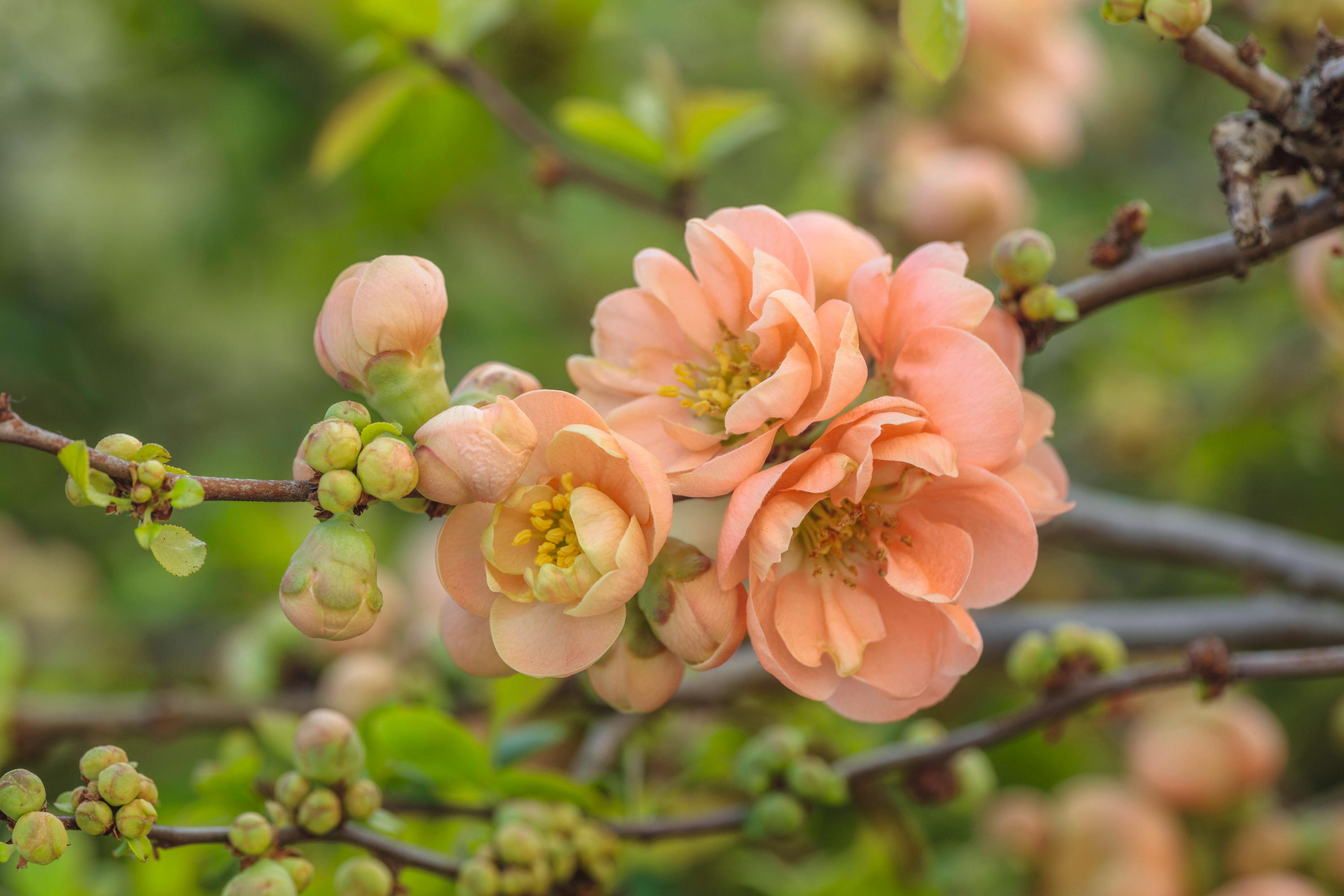 CHAENOMELES TRIAL, FLOWERS OF CHAENOMELES X SUPERBA GEISHA GIRL, JAPANESE QUINCE, SHRUBS, MARCH