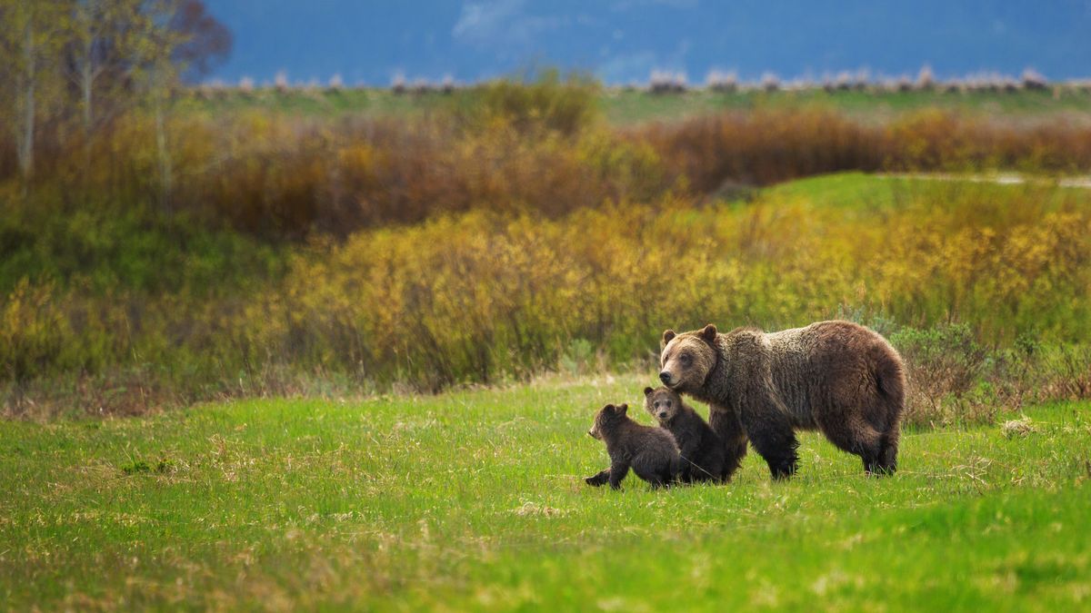 These are the 7 best National Parks for bear sightings Advnture