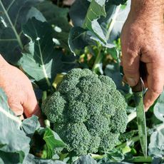 Man cuts broccoli head from plant with knife