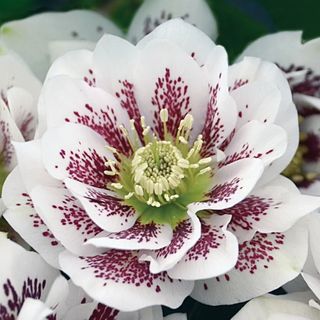 Hellebore Burpee