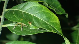Scientists found several examples of spiders tucked away inside retreats made from two leaves, their edges held together with silk.
