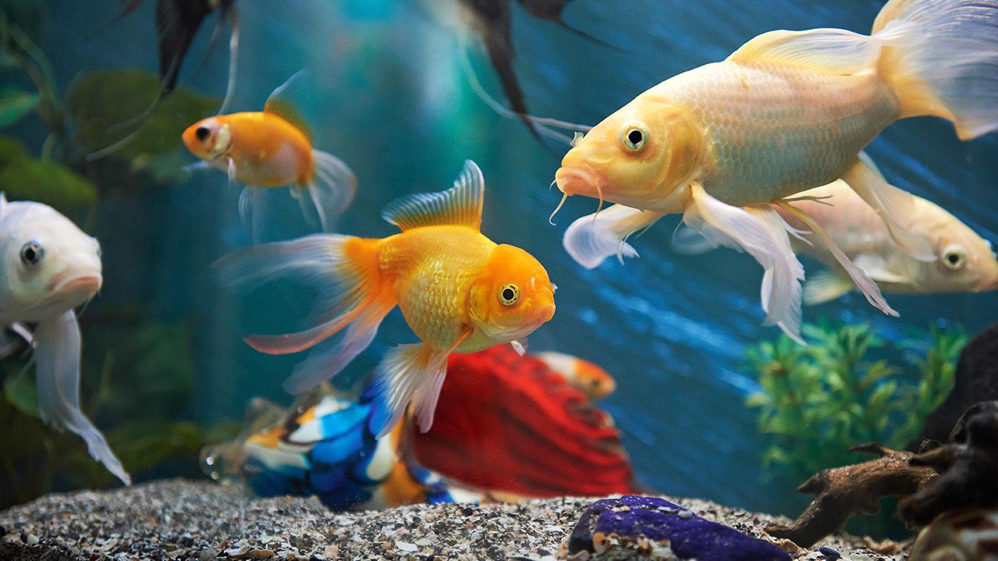 20 peaceful fish for a community tank