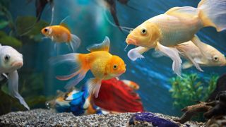 Tropical fish in community tank