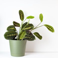 A potted prayer plant