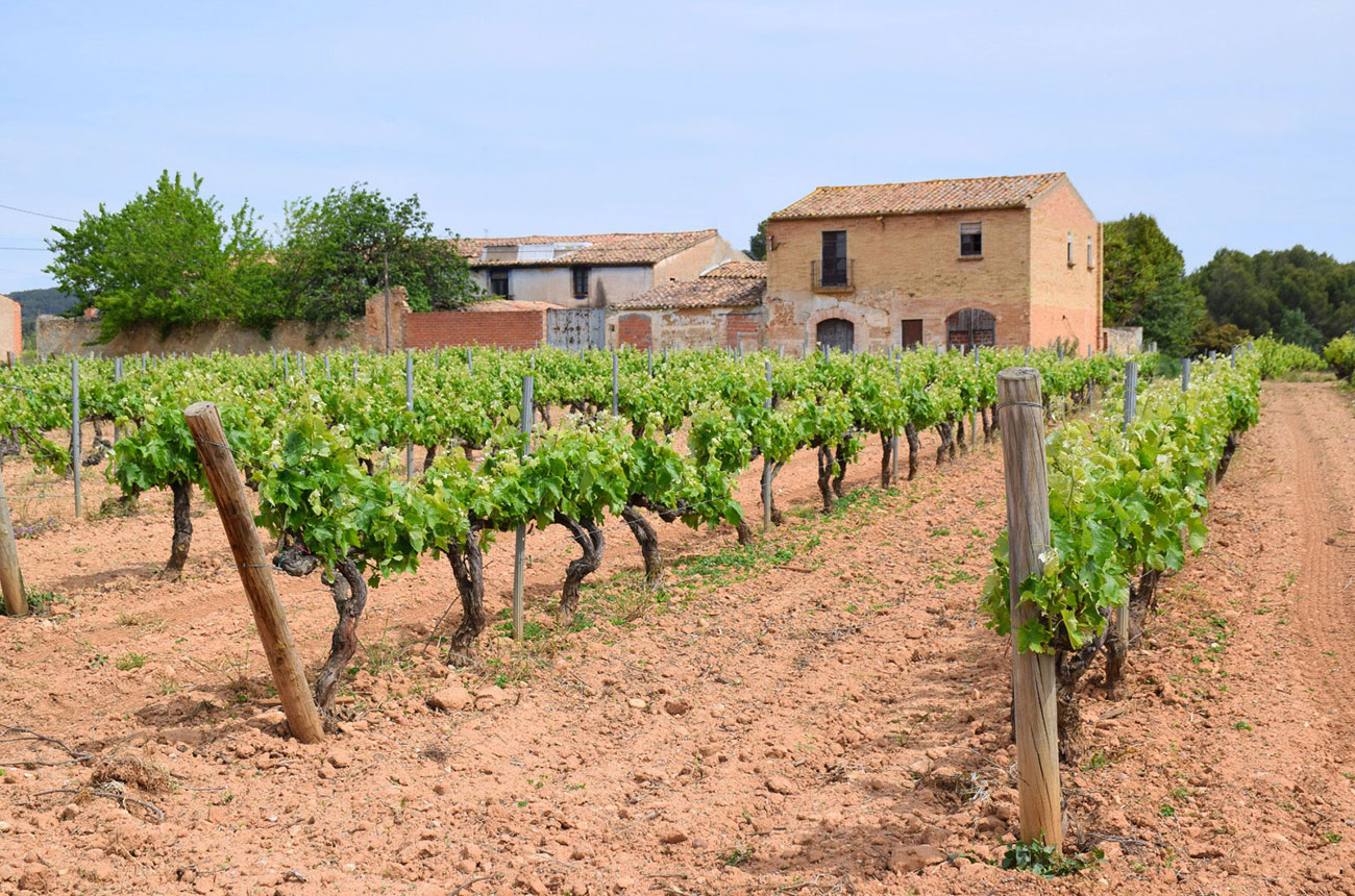 Do Pened&egrave;s vineyards