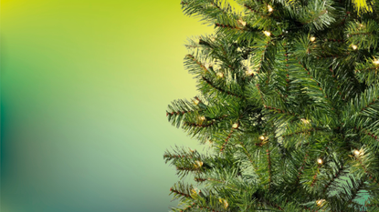 A close-up of the branches of a Christmas tree