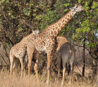Young male giraffes show off their sienna-hued spots.