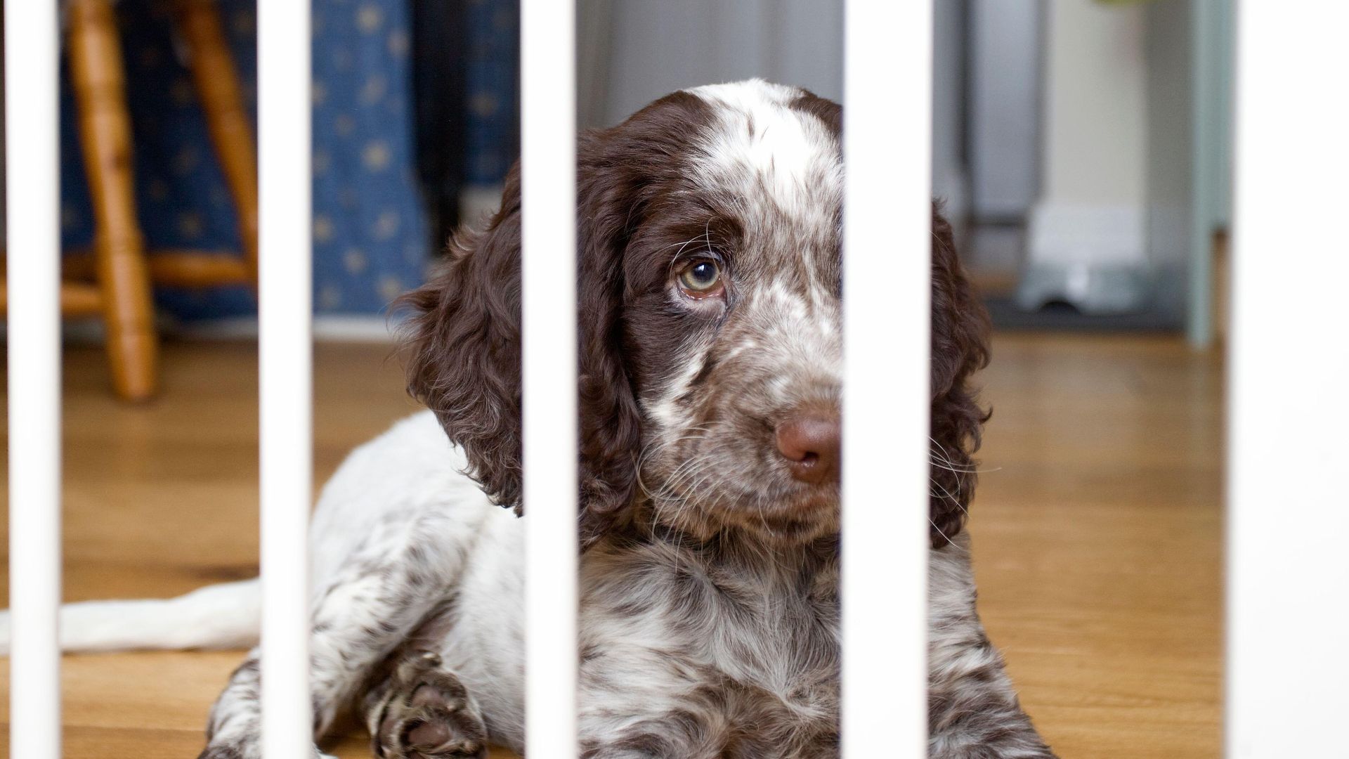 Puppy sitting behind baby safety gate
