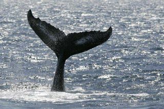 A humpback whale disappears into waters in the Gulf of Alaska during the expedition.