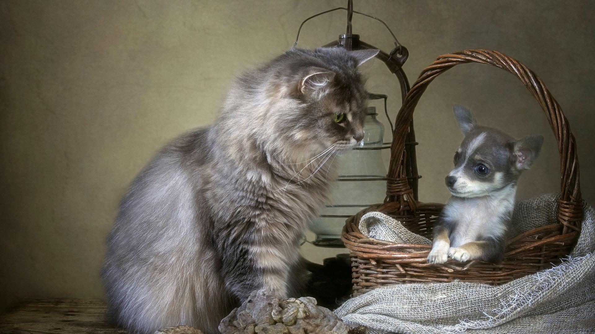Siberian cat with chihuahua puppy